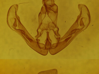 genitalia view of adult Calymniodes conchylis