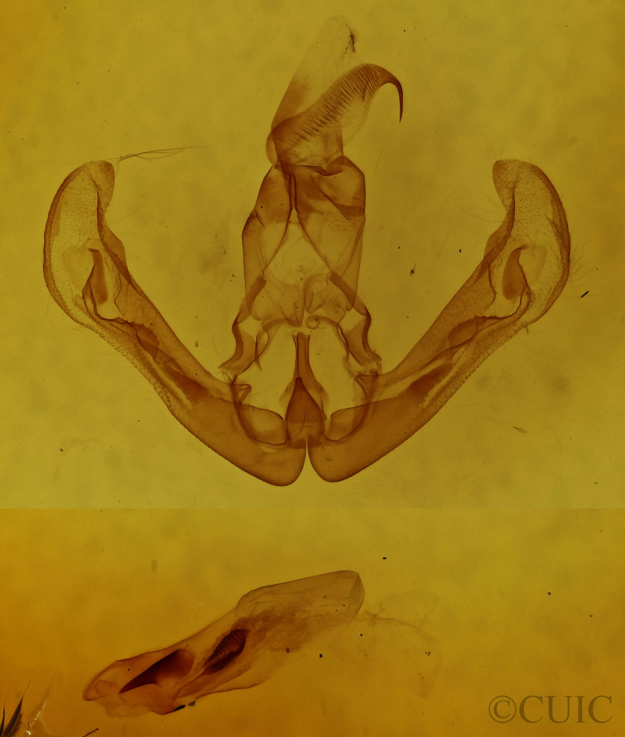 genitalia view of adult Calymniodes conchylis