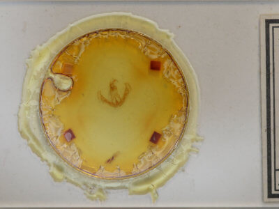 slide view of adult Calymniodes conchylis