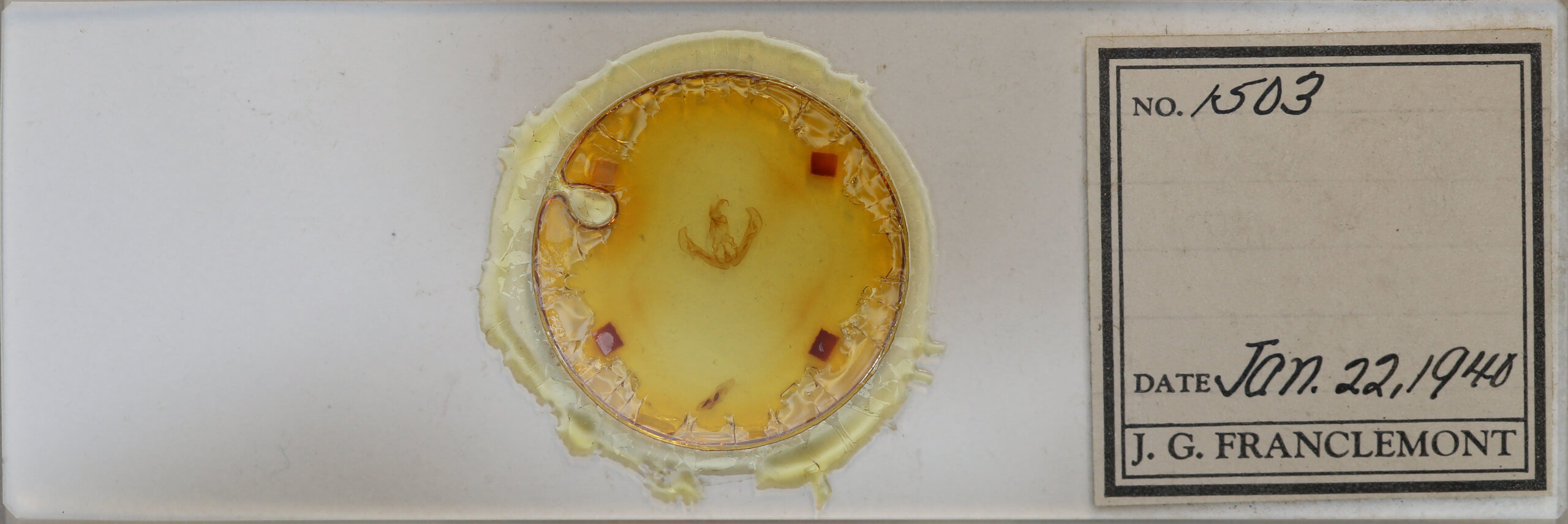 slide view of adult Calymniodes conchylis