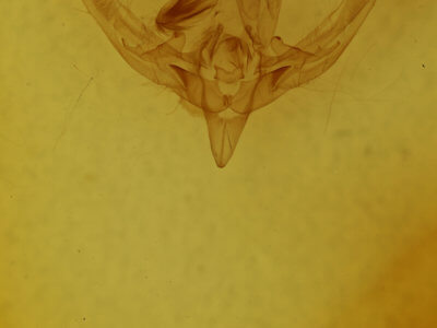 genitalia view of adult Hampsonodes grandimacula 