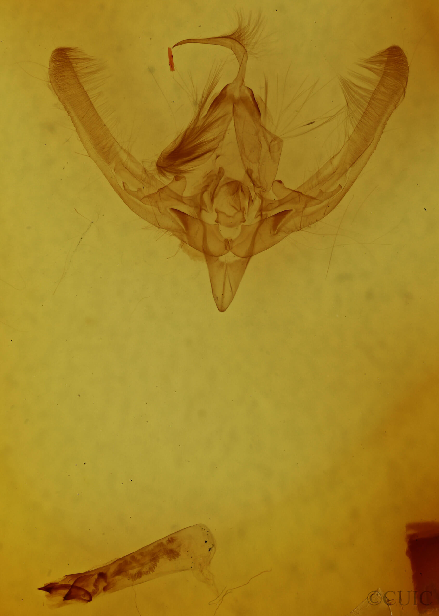 genitalia view of adult Hampsonodes grandimacula 