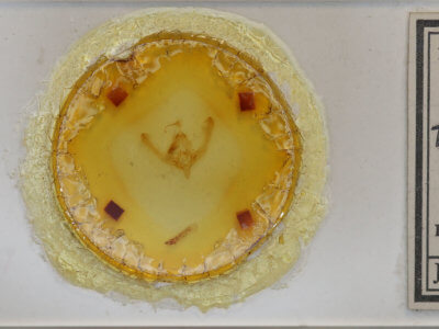 slide view of adult Hampsonodes grandimacula 