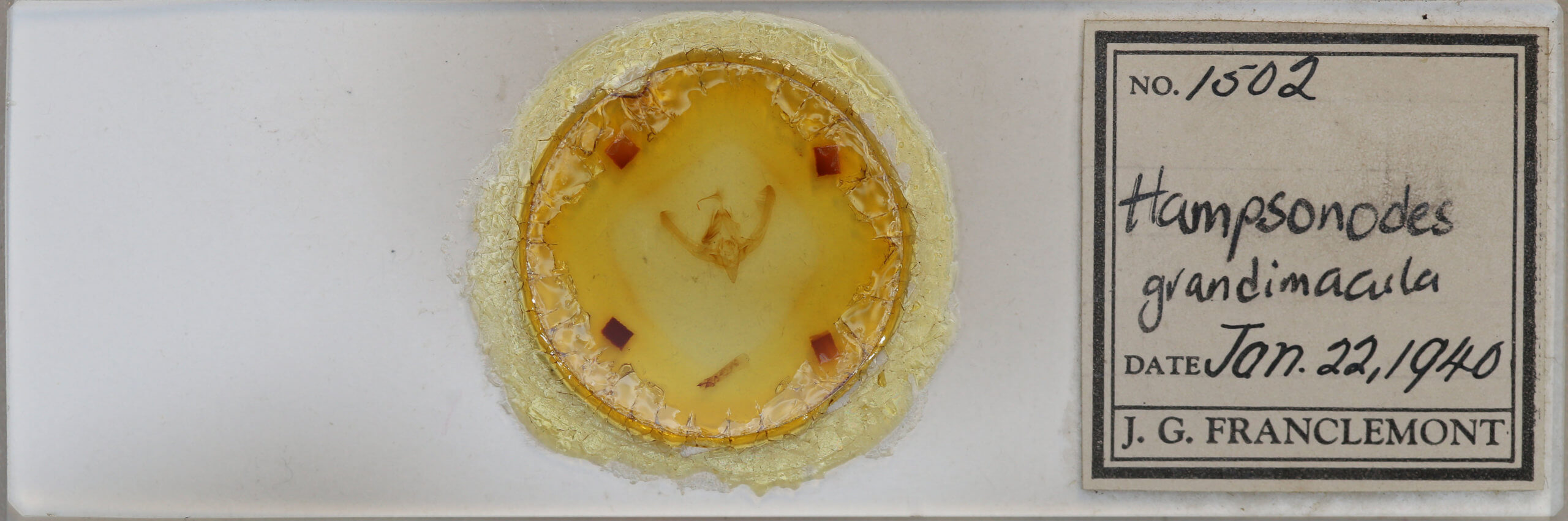 slide view of adult Hampsonodes grandimacula 