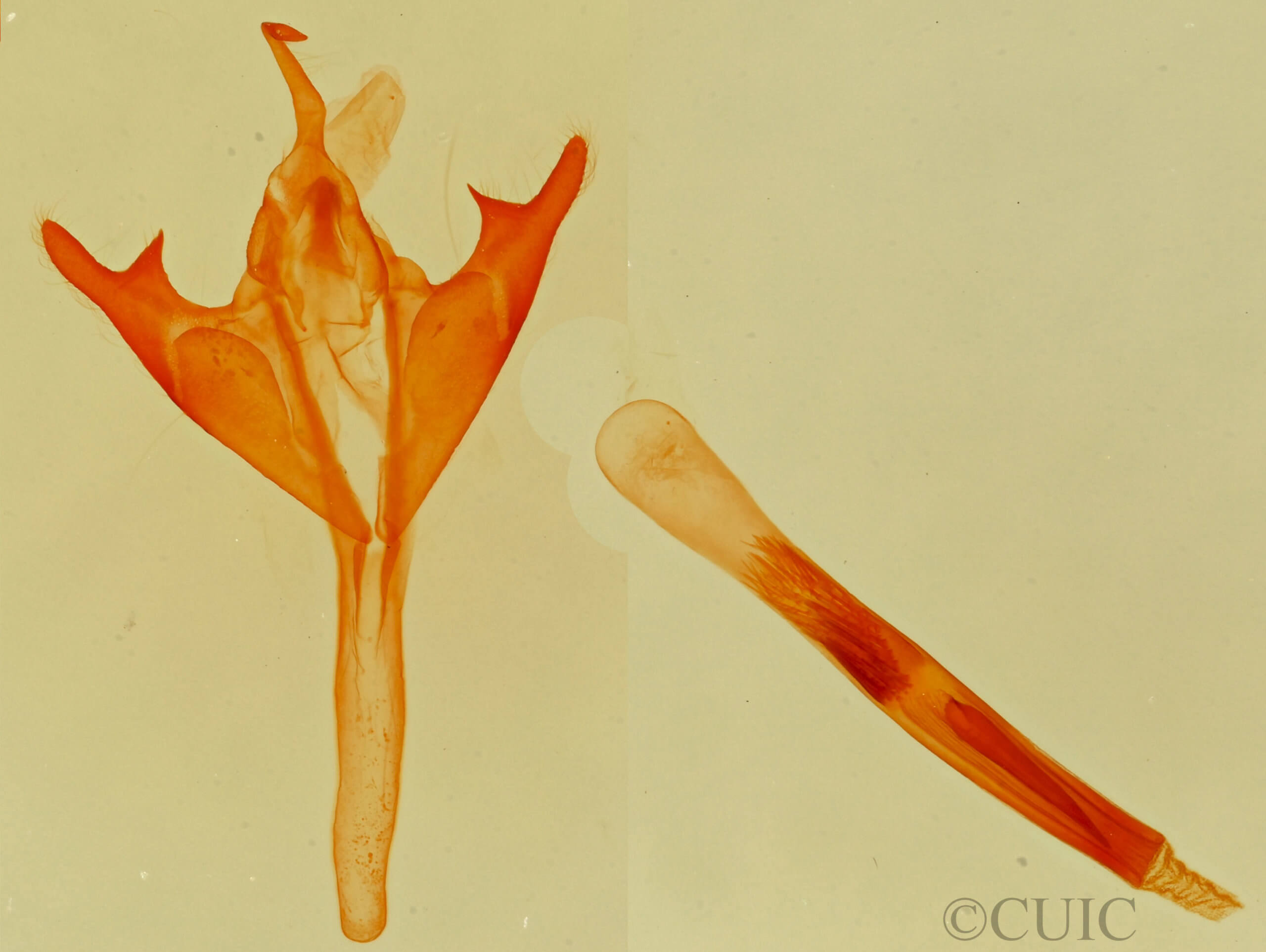 genitalia view of adult Marimatha aurifera