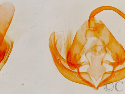 genitalia view of adult Lithacodia