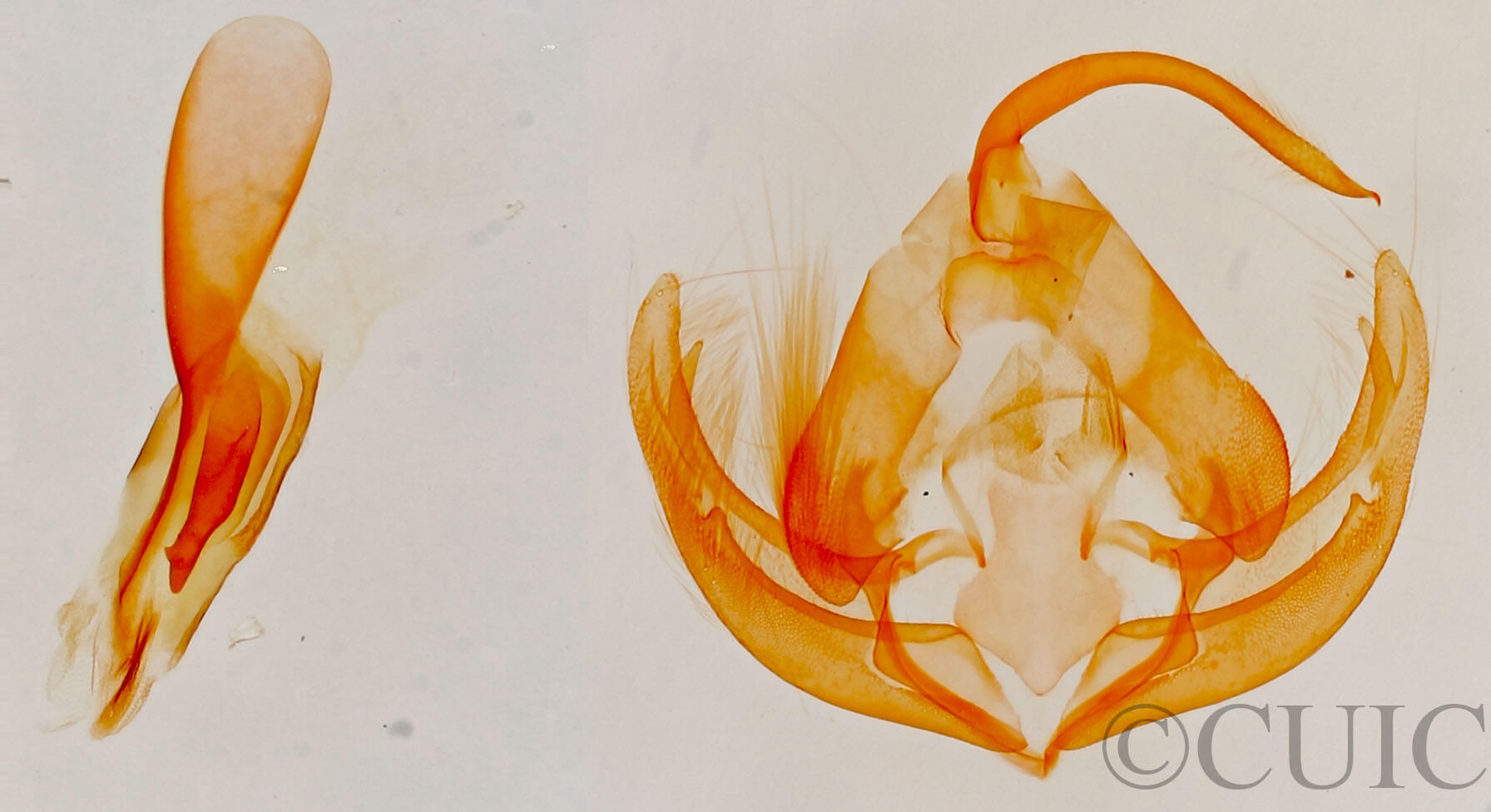 genitalia view of adult Lithacodia