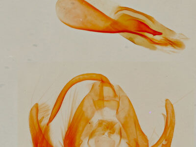 genitalia view of adult Lithacodia