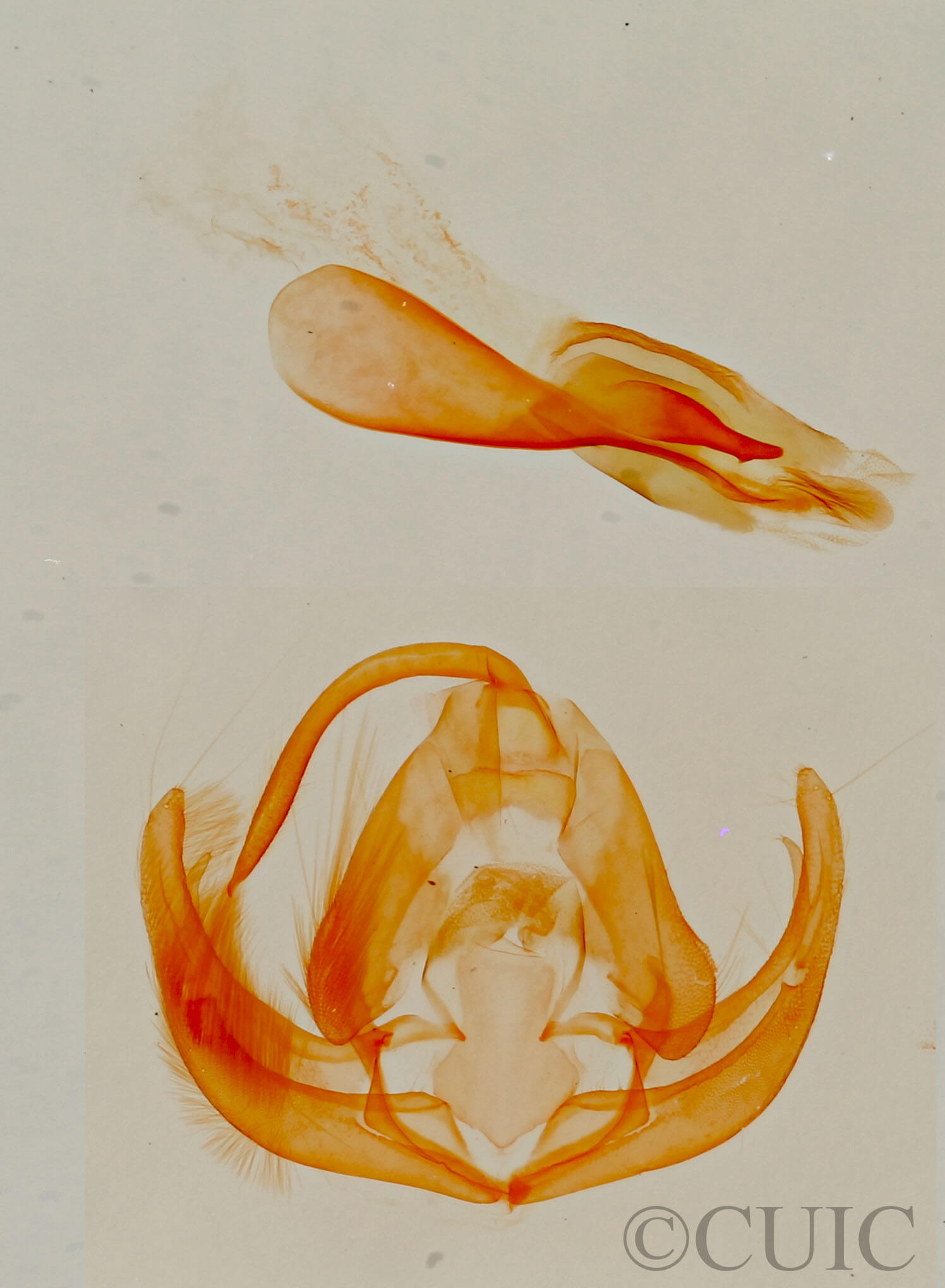 genitalia view of adult Lithacodia