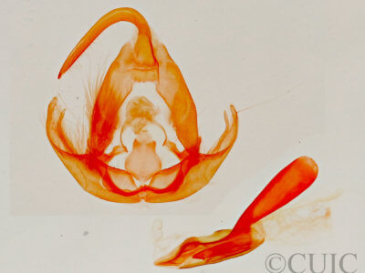 genitalia view of adult Lithacodia musta
