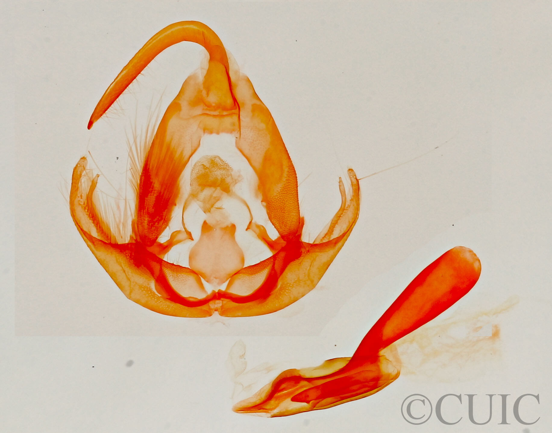 genitalia view of adult Lithacodia musta
