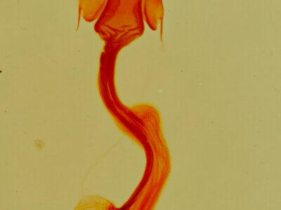 genitalia view of adult Thioptera nigrofimbria