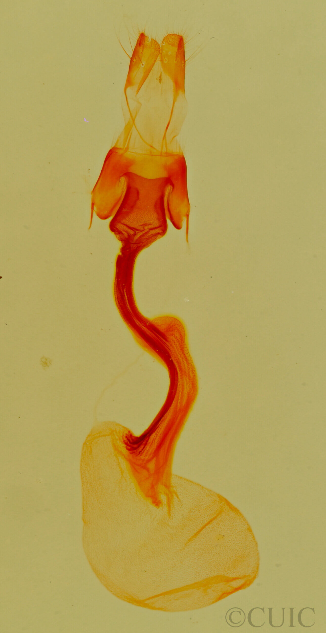 genitalia view of adult Thioptera nigrofimbria