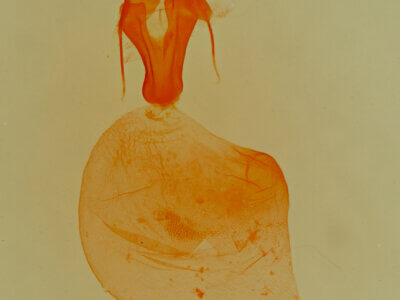 genitalia view of adult Pseudeustrotia  carneola 