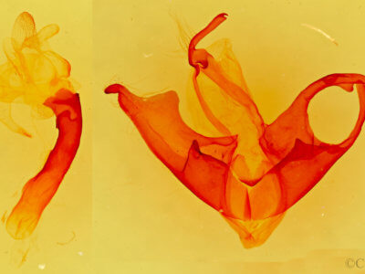 genitalia view of adult Matigramma  obscurior 