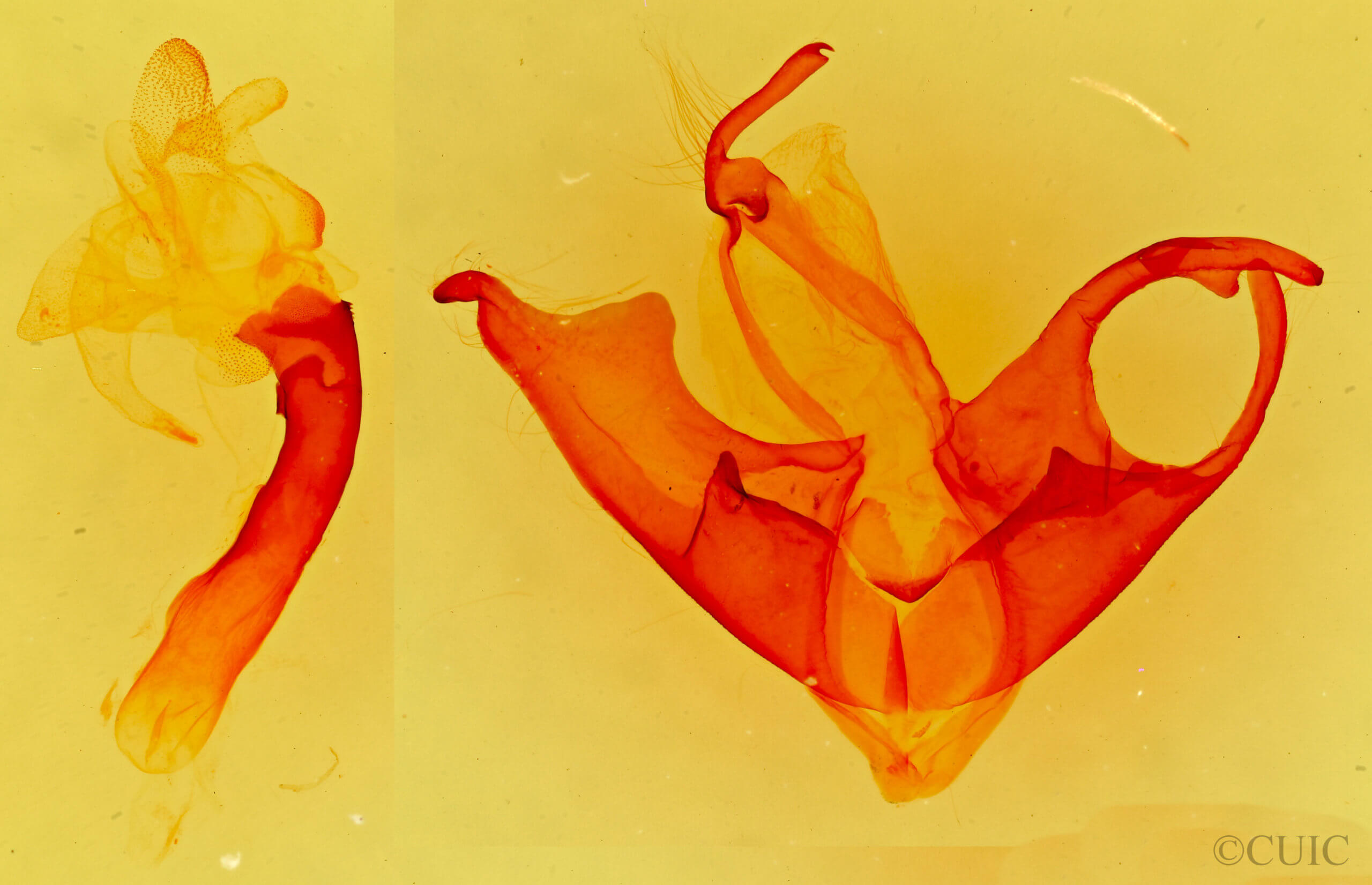 genitalia view of adult Matigramma  obscurior 