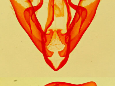 Phytometra  obliqualis 