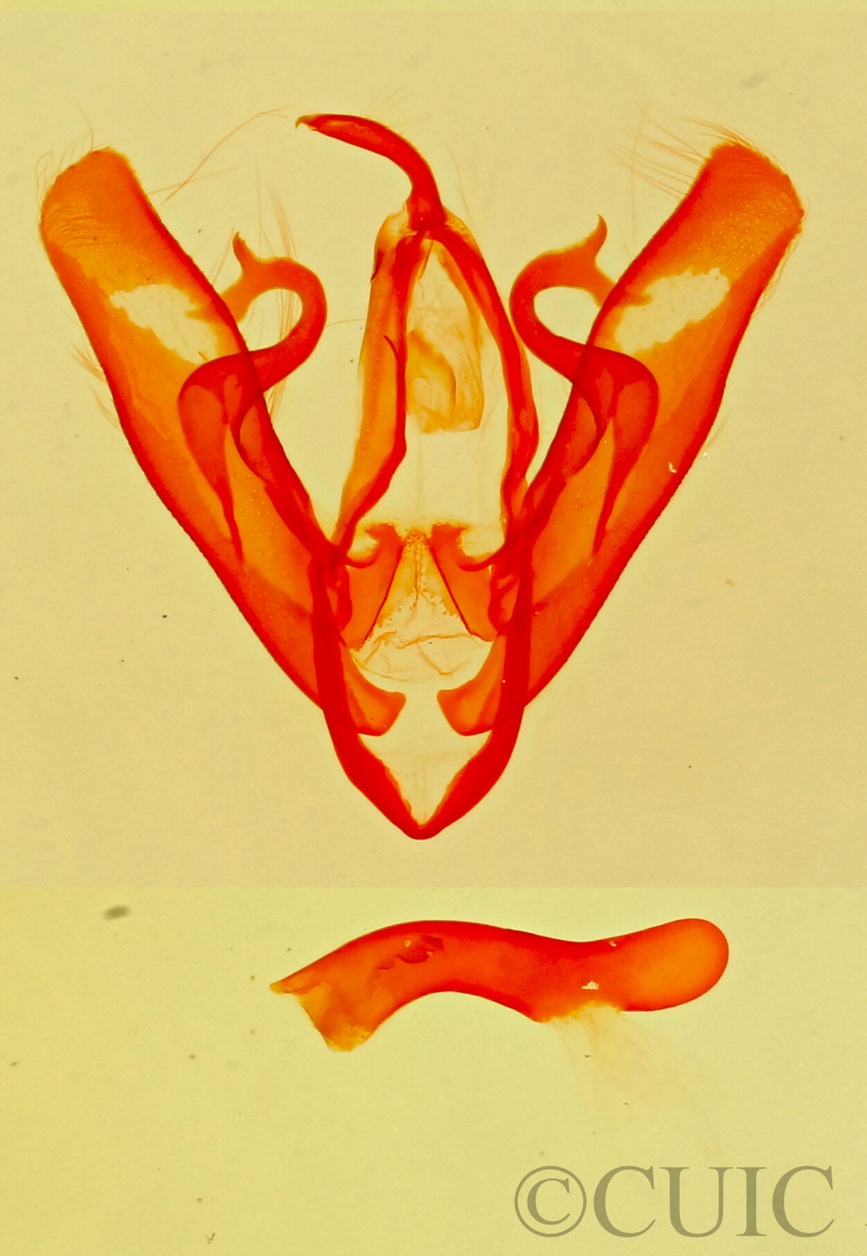 Phytometra  obliqualis 