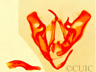 genitalia view of adult Phytometra  obliqualis 