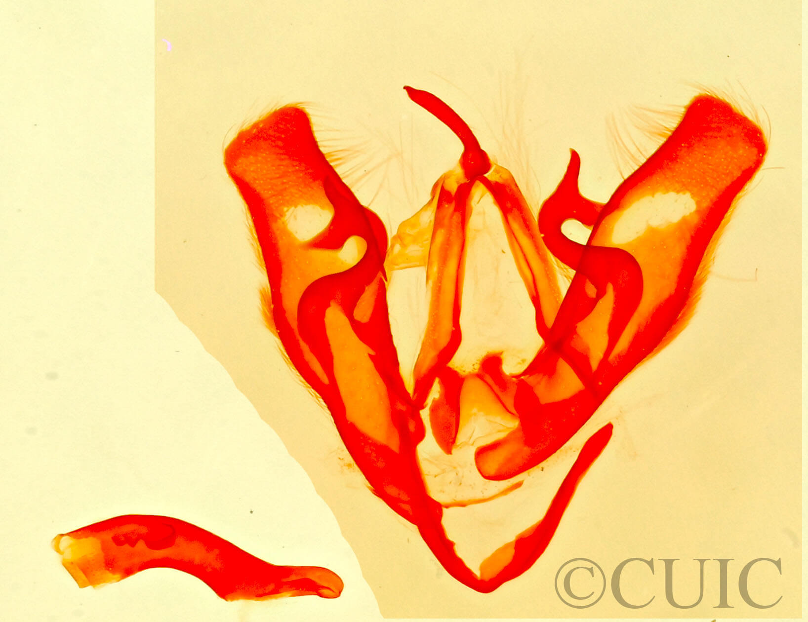 genitalia view of adult Phytometra  obliqualis 