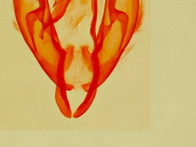 genitalia view of adult Phytometra  apicalis