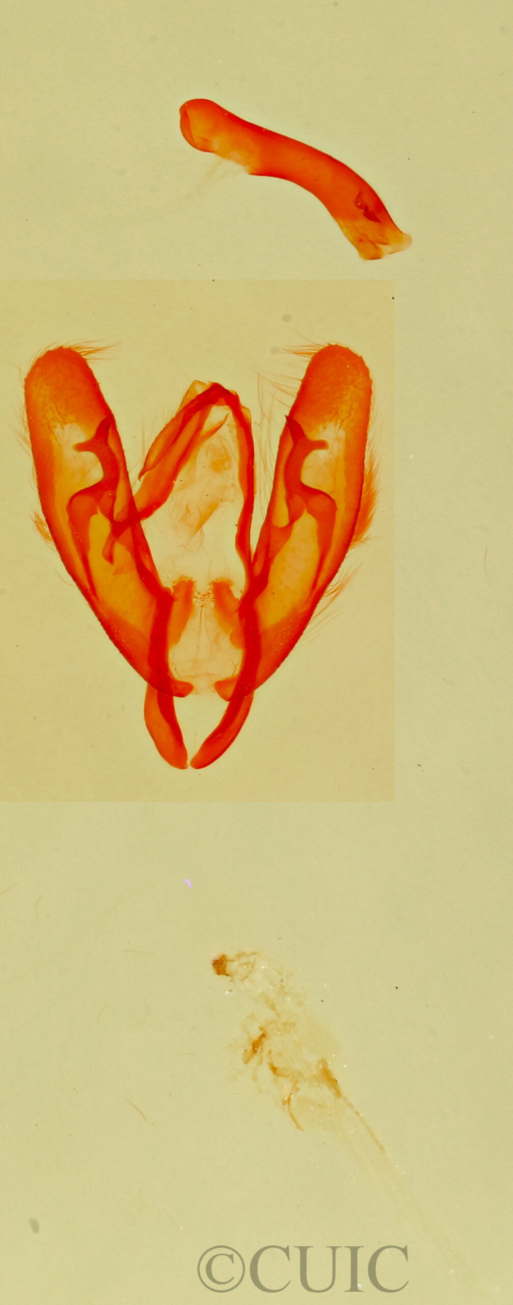 genitalia view of adult Phytometra  apicalis