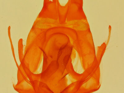 genitalia view of adult Artace  cribrarius 