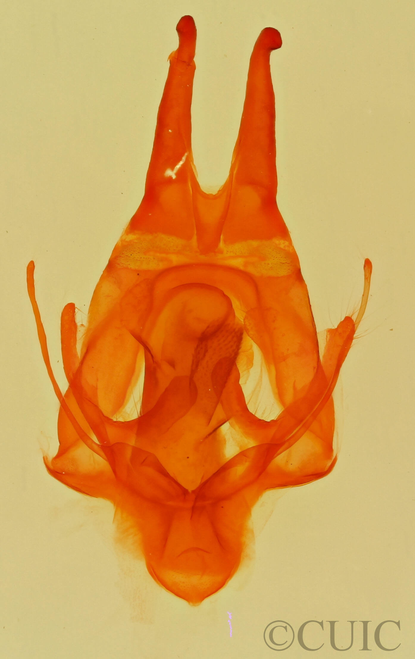 genitalia view of adult Artace  cribrarius 