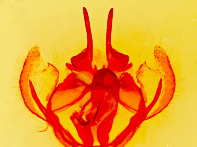 genitalia view of adult Tolype 