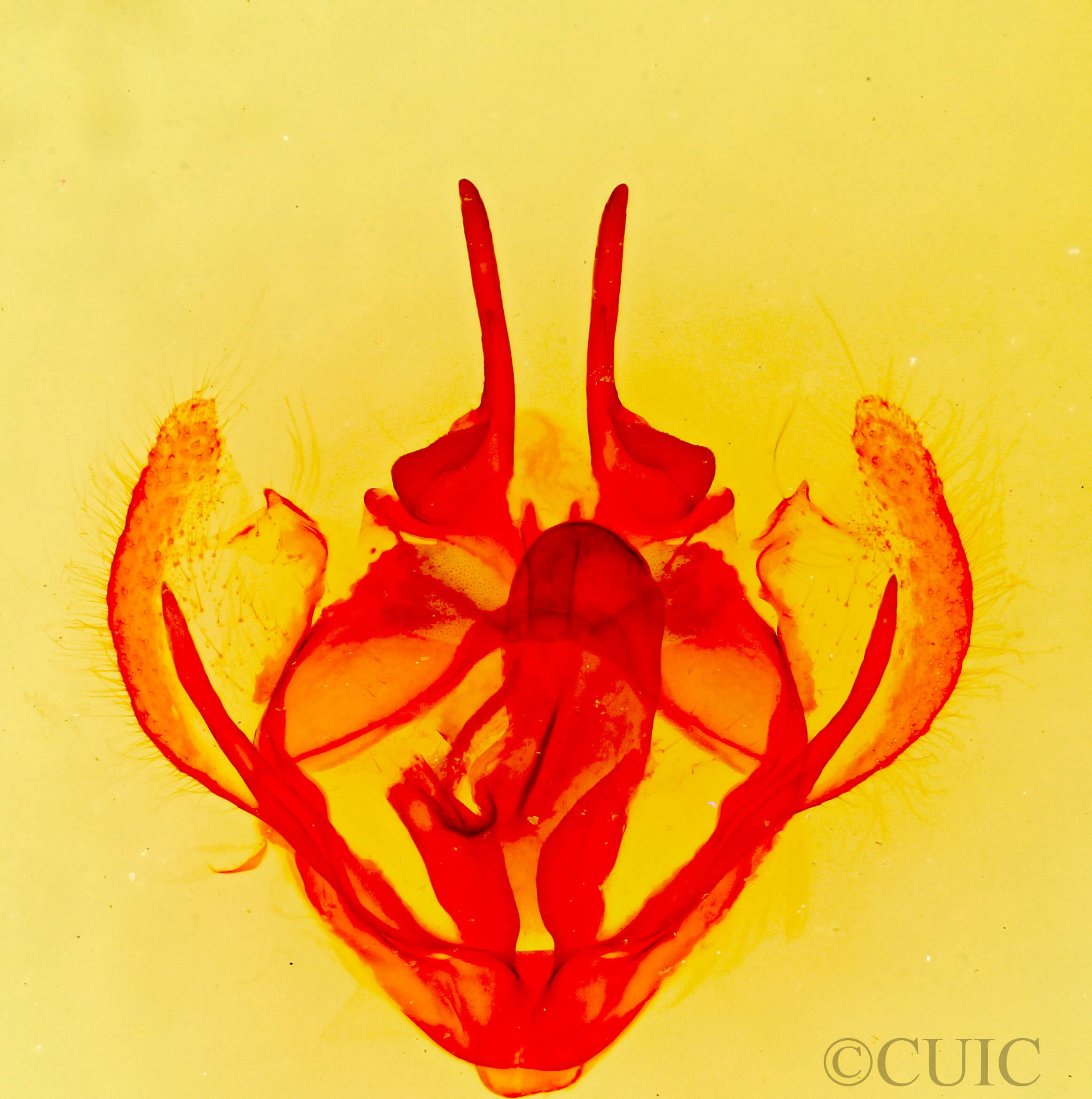 genitalia view of adult Tolype 