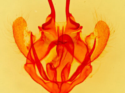 genitalia view of adult Tolype 