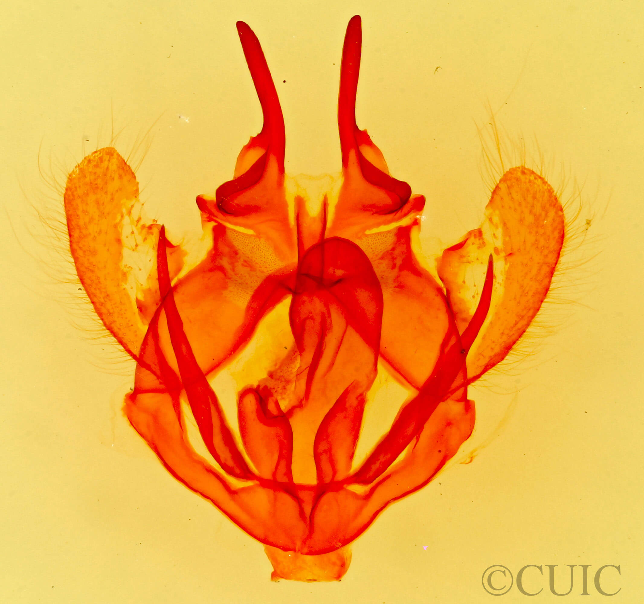 genitalia view of adult Tolype 