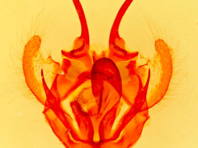 genitalia view of adult Tolype 
