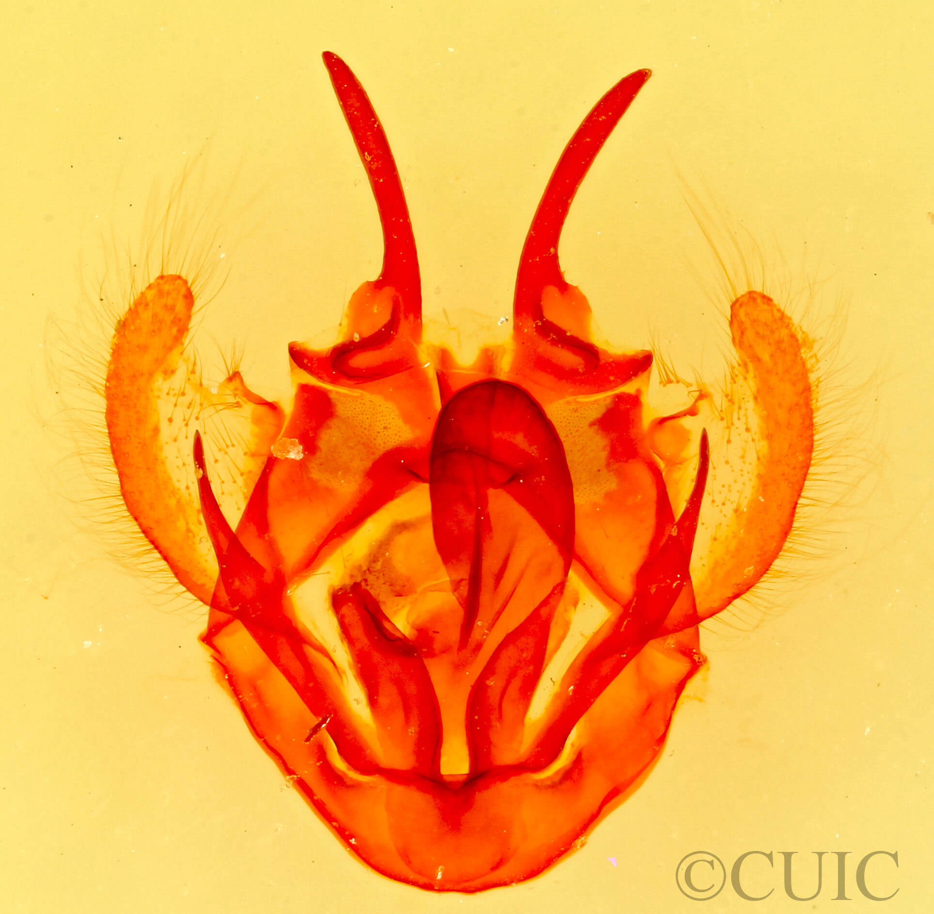 genitalia view of adult Tolype 