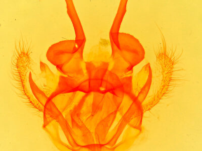 genitalia view of adult Tolype 
