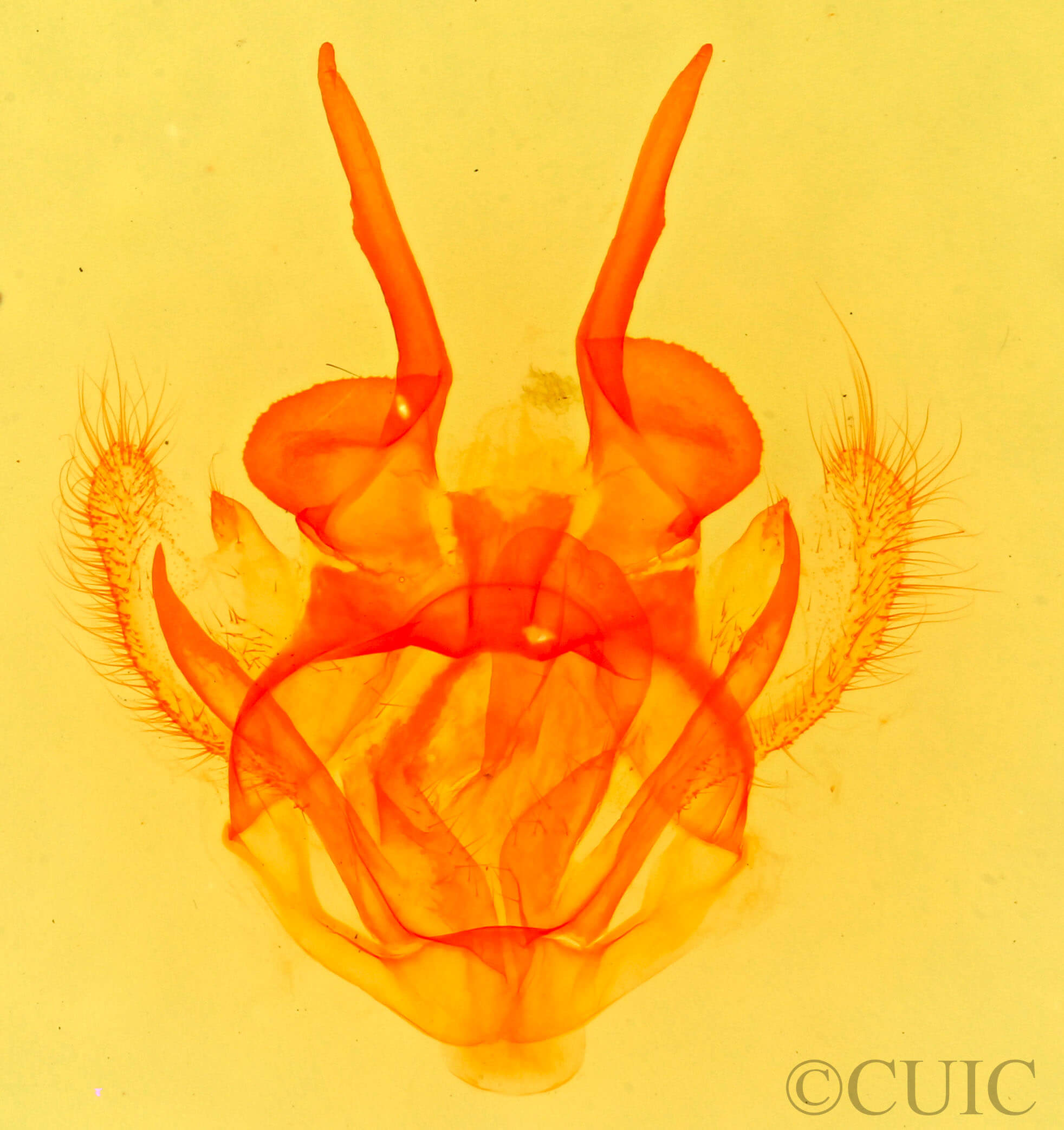 genitalia view of adult Tolype 