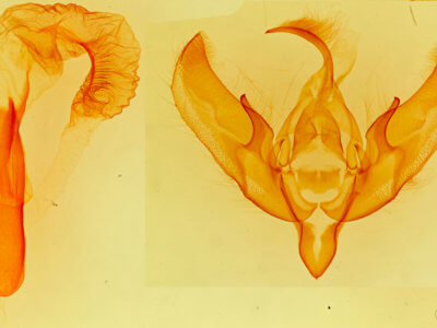 genitalia view of adult Loxagrotis 