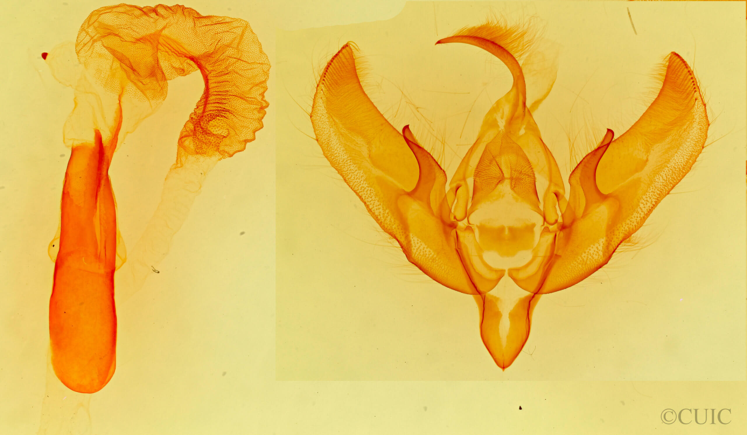 genitalia view of adult Loxagrotis 