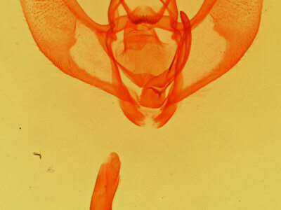 genitalia view of adult Lambdina  vitraria 