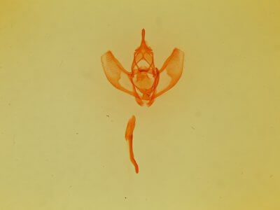 genitalia / slide view of Lambdina  vitraria 