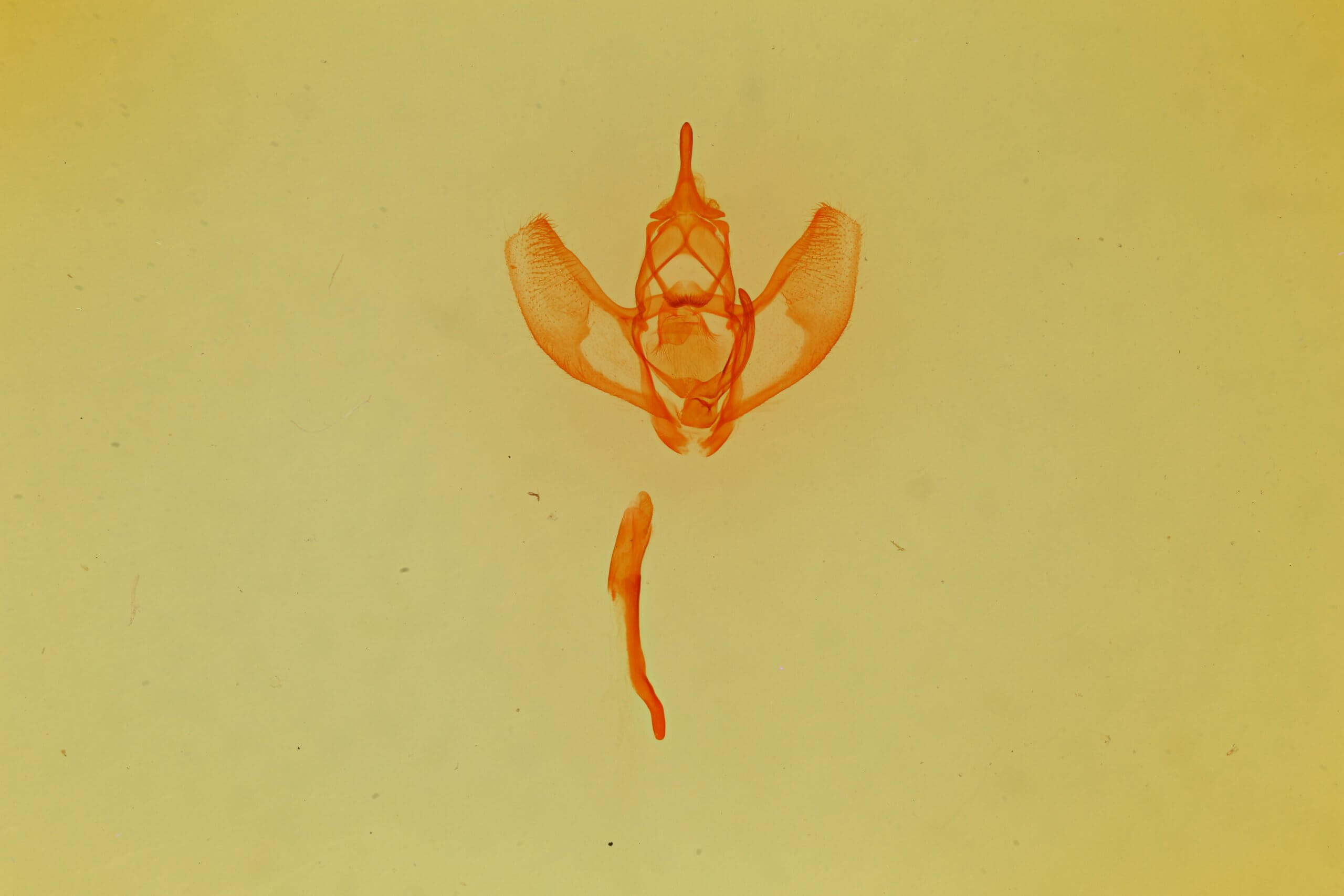 genitalia / slide view of Lambdina  vitraria 