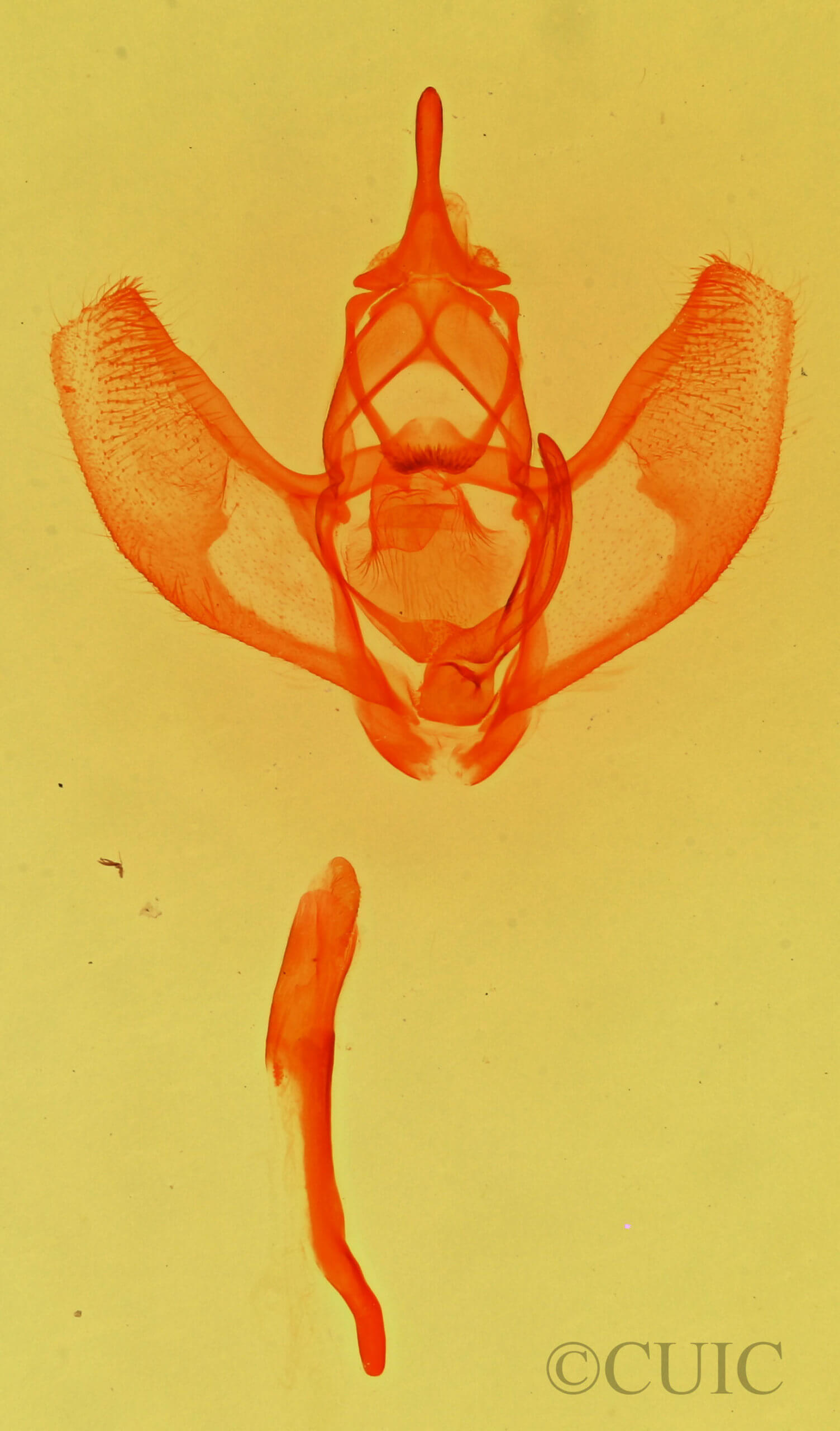 genitalia view of adult Lambdina  vitraria 