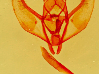 genitalia view of adult Lambdina  punctata 