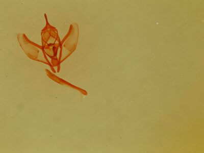 slide view of adult Lambdina  punctata 