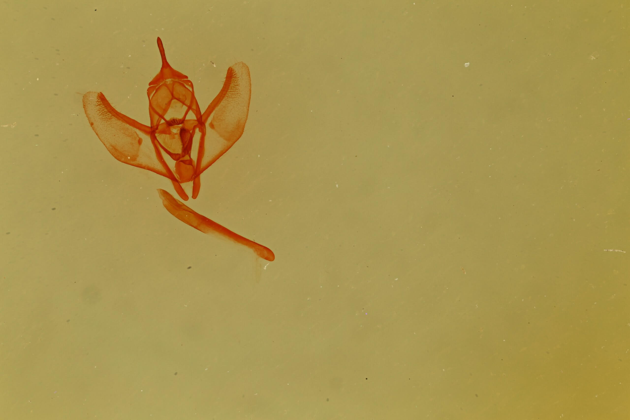 slide view of adult Lambdina  punctata 