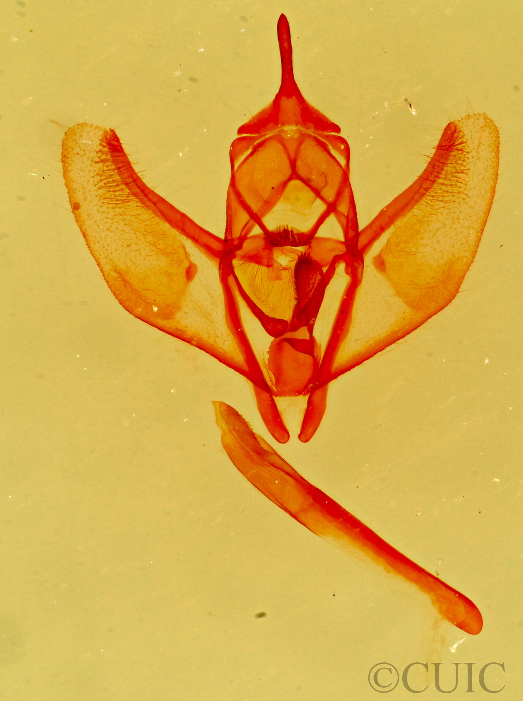 genitalia view of adult Lambdina  punctata 