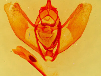 genitalia view of adult Lambdina  flavilinearia