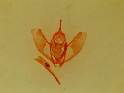 slide view of adult Lambdina  flavilinearia