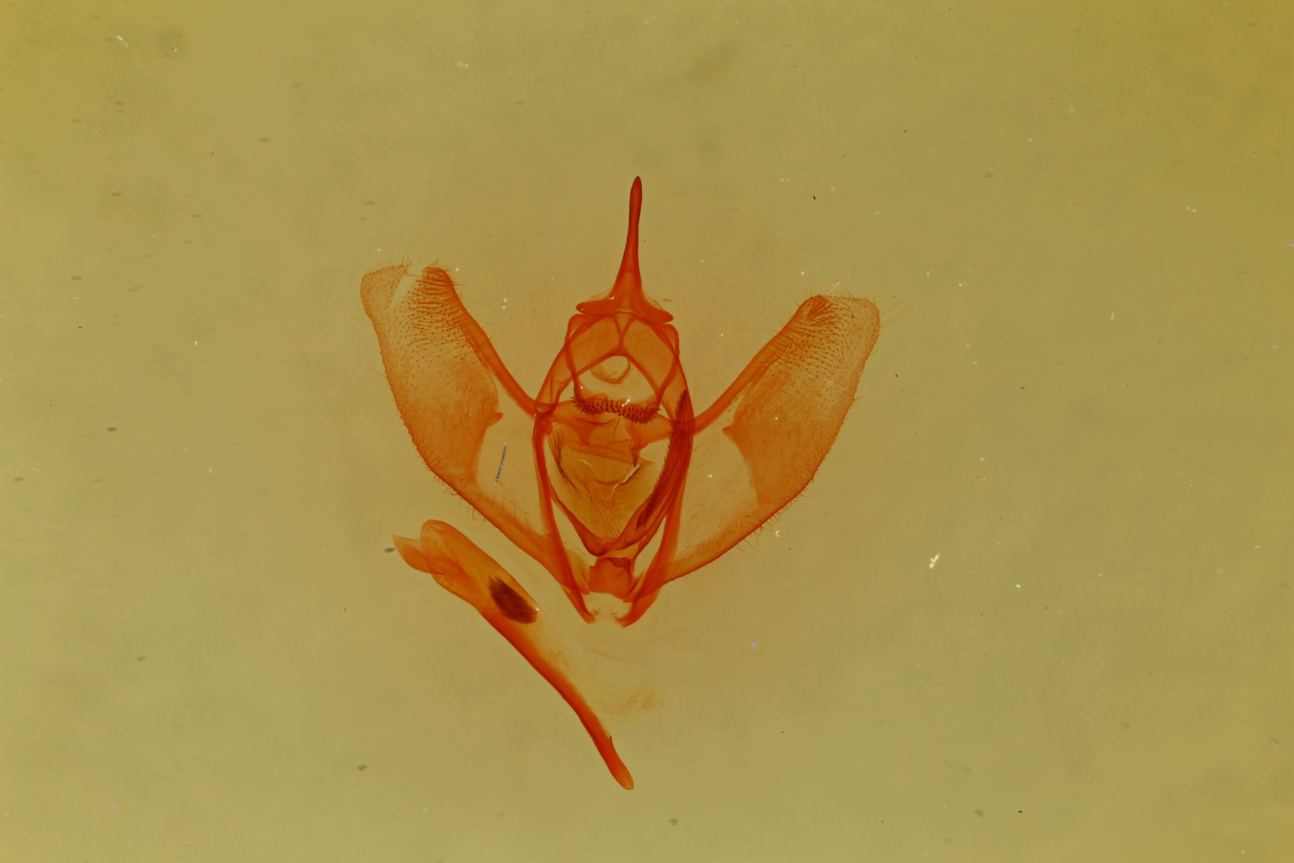 slide view of adult Lambdina  flavilinearia