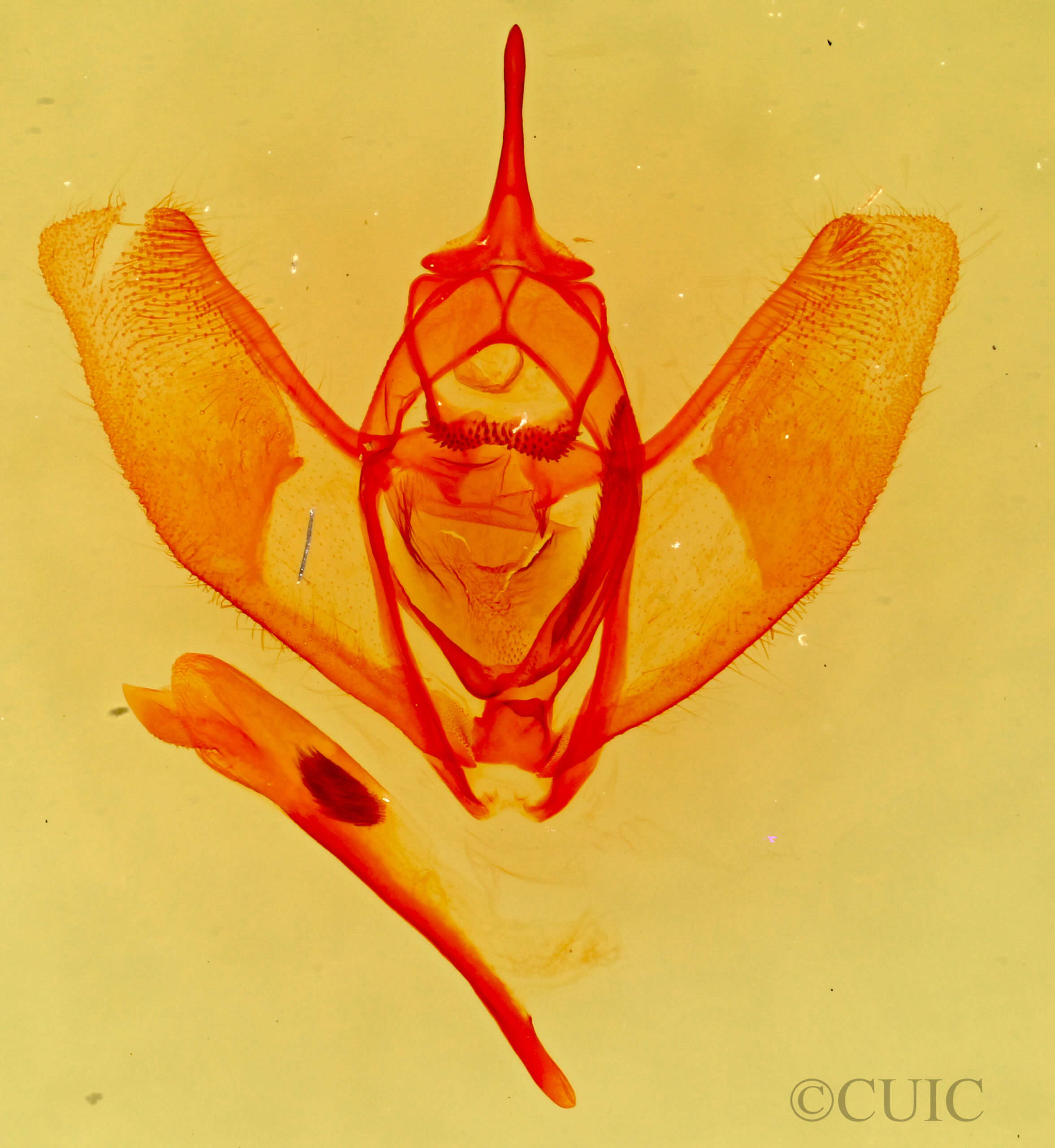 genitalia view of adult Lambdina  flavilinearia